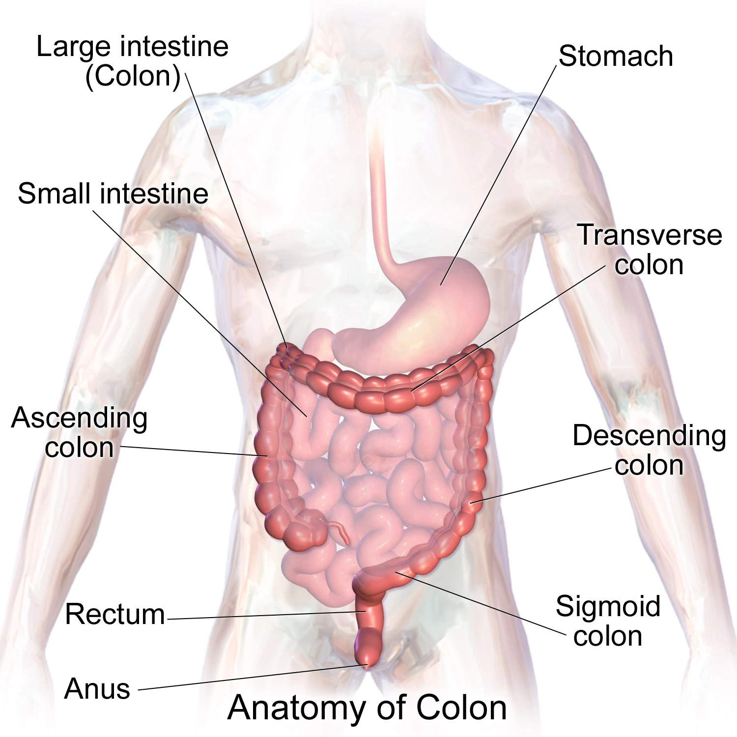 Front view showing the ascending colon on the person’s right, transverse colon, descending colon, sigmoid colon, rectum and anus, with the small intestine inside the colon’s frame.